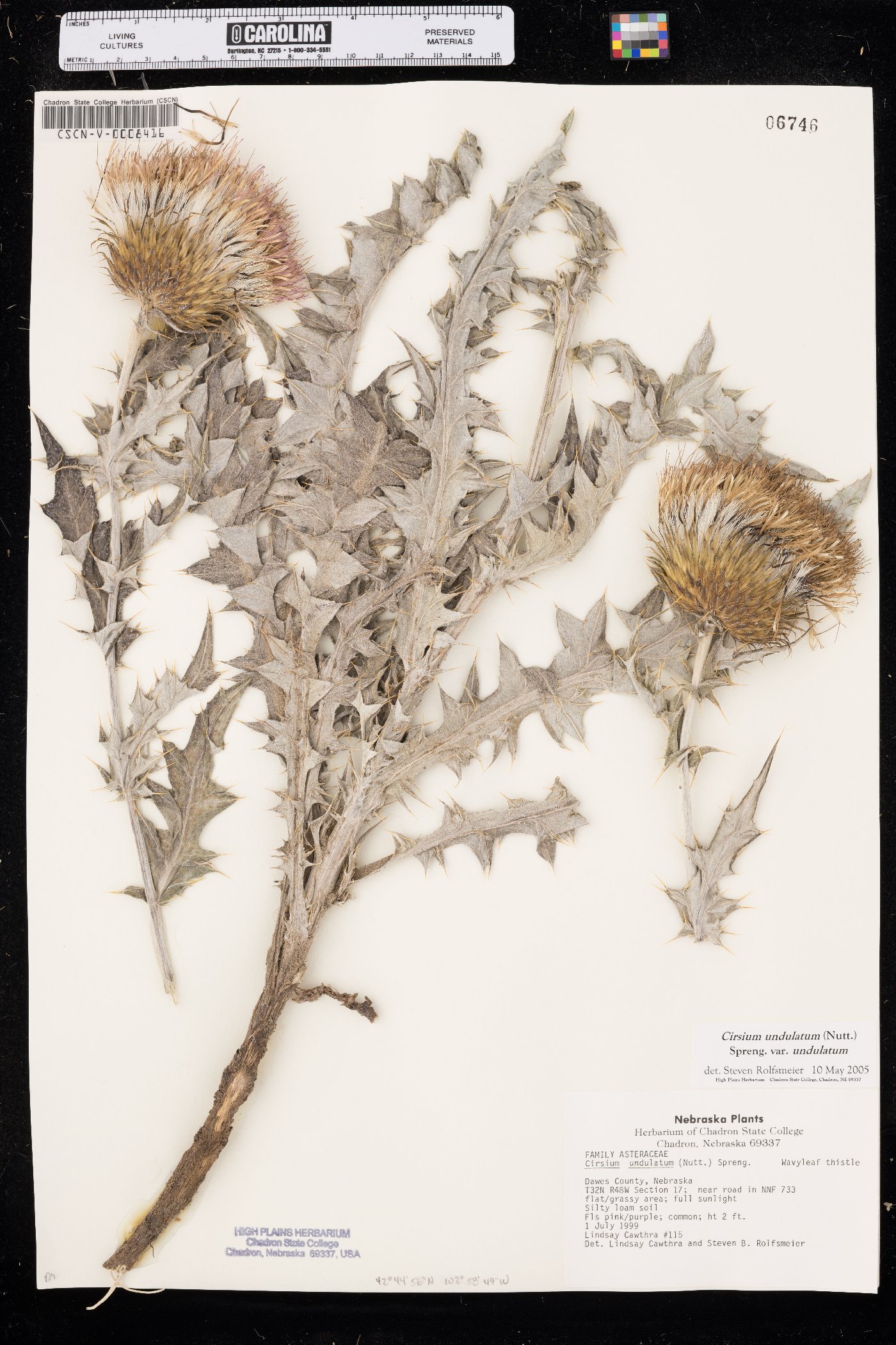 Cirsium undulatum var. undulatum image