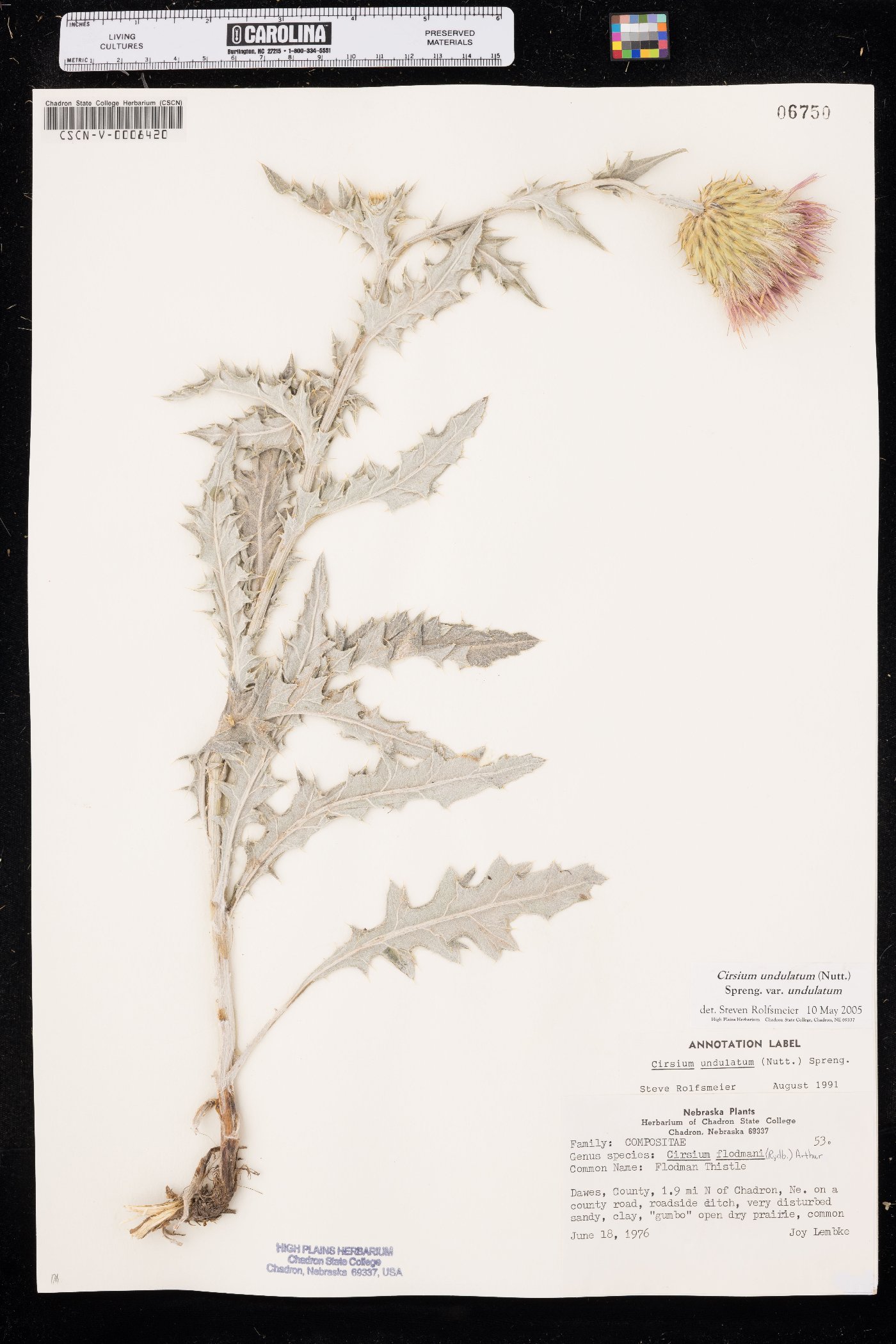 Cirsium undulatum var. undulatum image