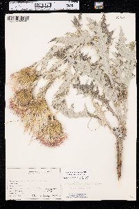 Cirsium undulatum image