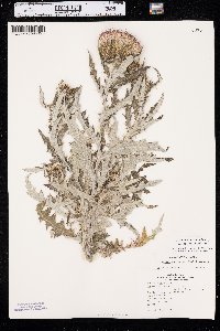Cirsium undulatum var. undulatum image