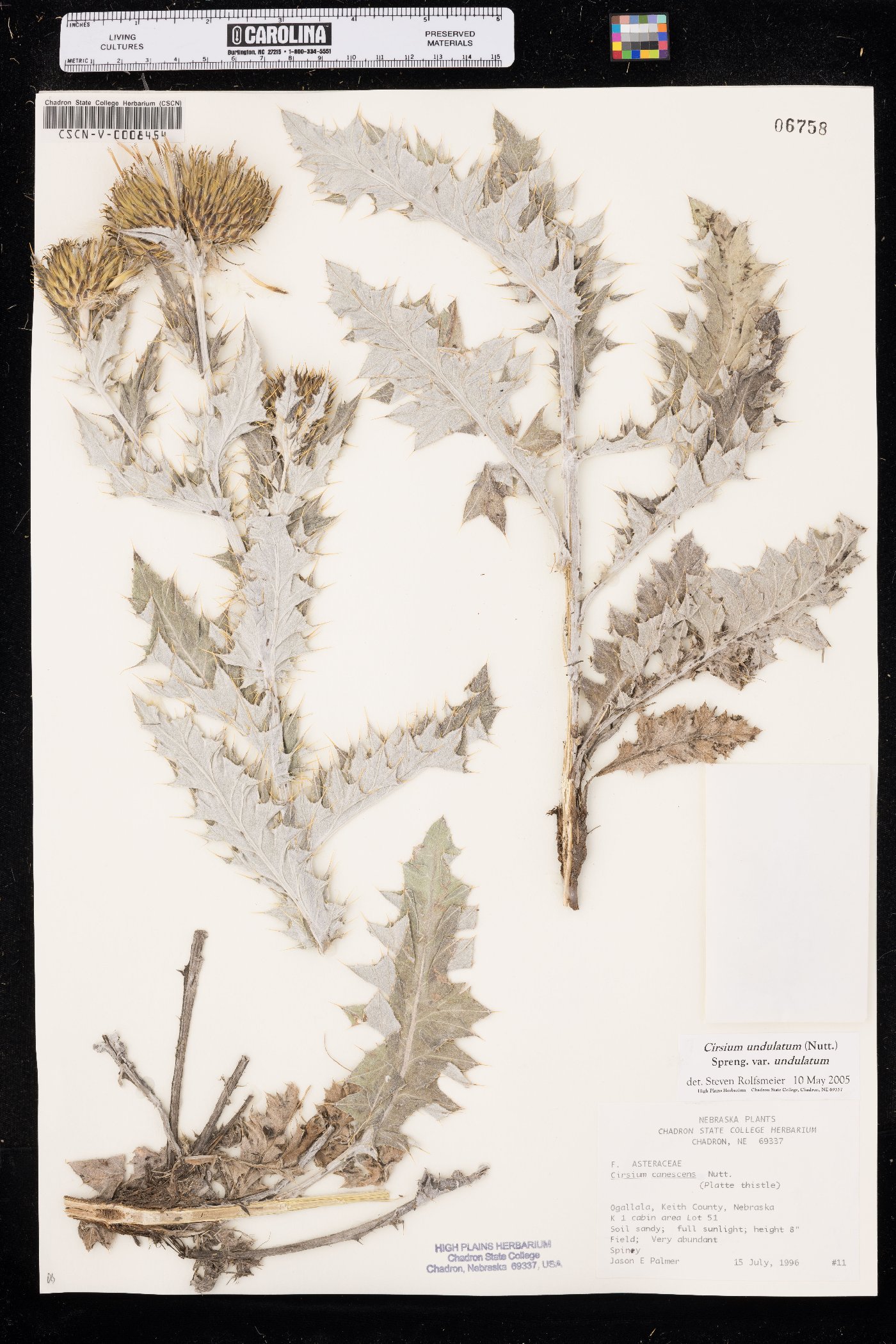 Cirsium undulatum var. undulatum image