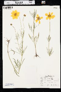 Coreopsis grandiflora var. harveyana image