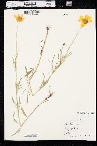 Coreopsis grandiflora image