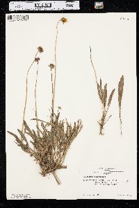 Coreopsis lanceolata image