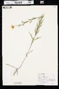 Coreopsis palmata image