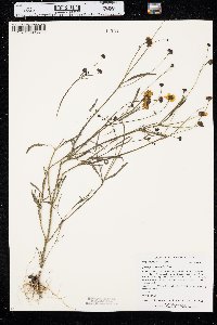 Coreopsis tinctoria image