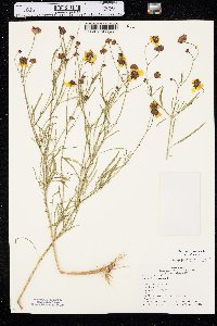 Coreopsis tinctoria var. tinctoria image