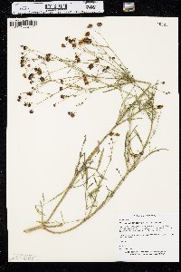 Coreopsis tinctoria image