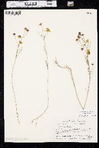 Coreopsis tinctoria var. tinctoria image