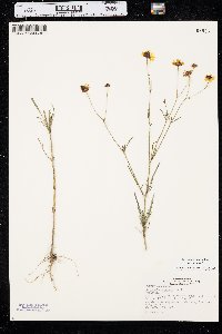 Coreopsis tinctoria image