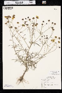 Coreopsis tinctoria image