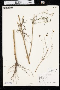 Coreopsis tinctoria var. tinctoria image