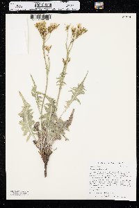 Crepis acuminata image