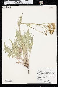 Crepis acuminata image