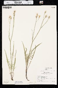 Crepis atribarba image