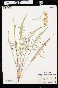 Crepis atribarba image