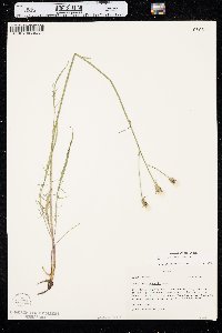 Crepis atribarba image