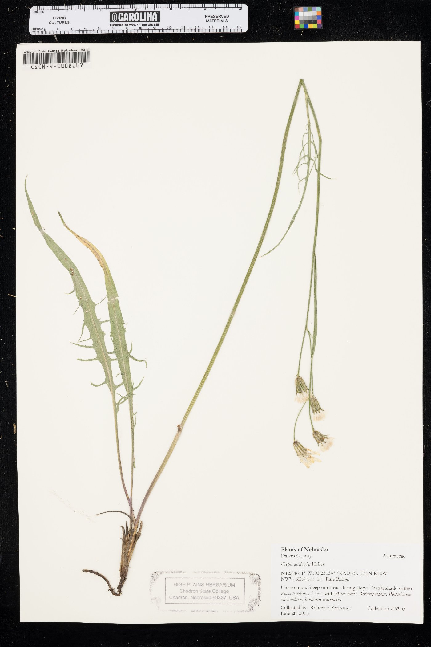Crepis atribarba image