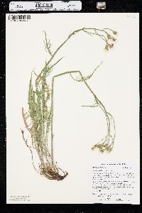 Crepis atribarba image