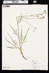 Crepis atribarba image