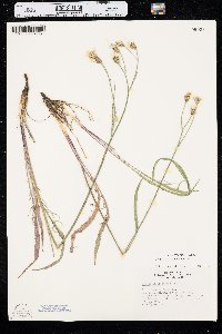 Crepis atribarba image