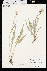 Crepis intermedia image