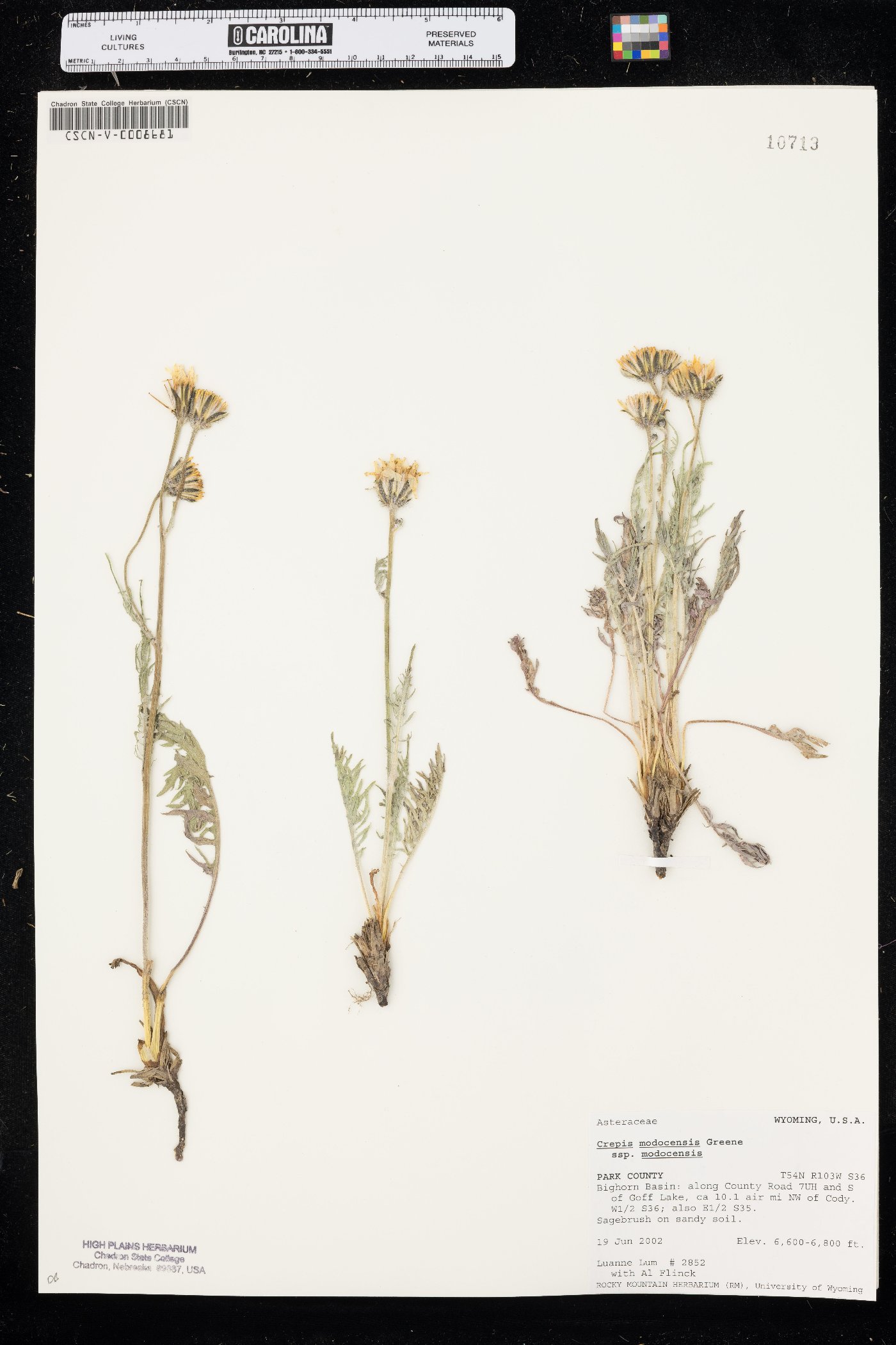 Crepis modocensis subsp. modocensis image