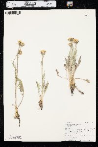 Crepis modocensis subsp. modocensis image