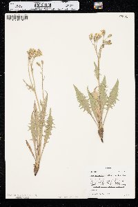 Crepis occidentalis subsp. costata image