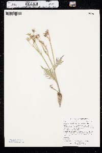 Crepis occidentalis subsp. costata image