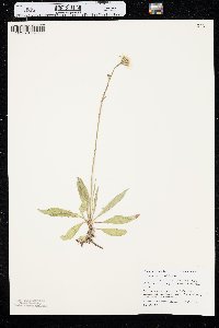 Crepis runcinata image