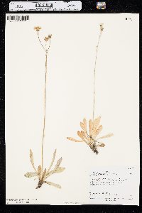 Crepis runcinata subsp. glauca image