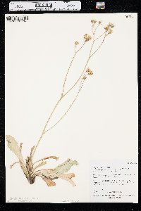 Crepis runcinata subsp. glauca image