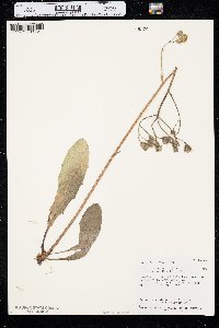Crepis runcinata var. hispidulosa image