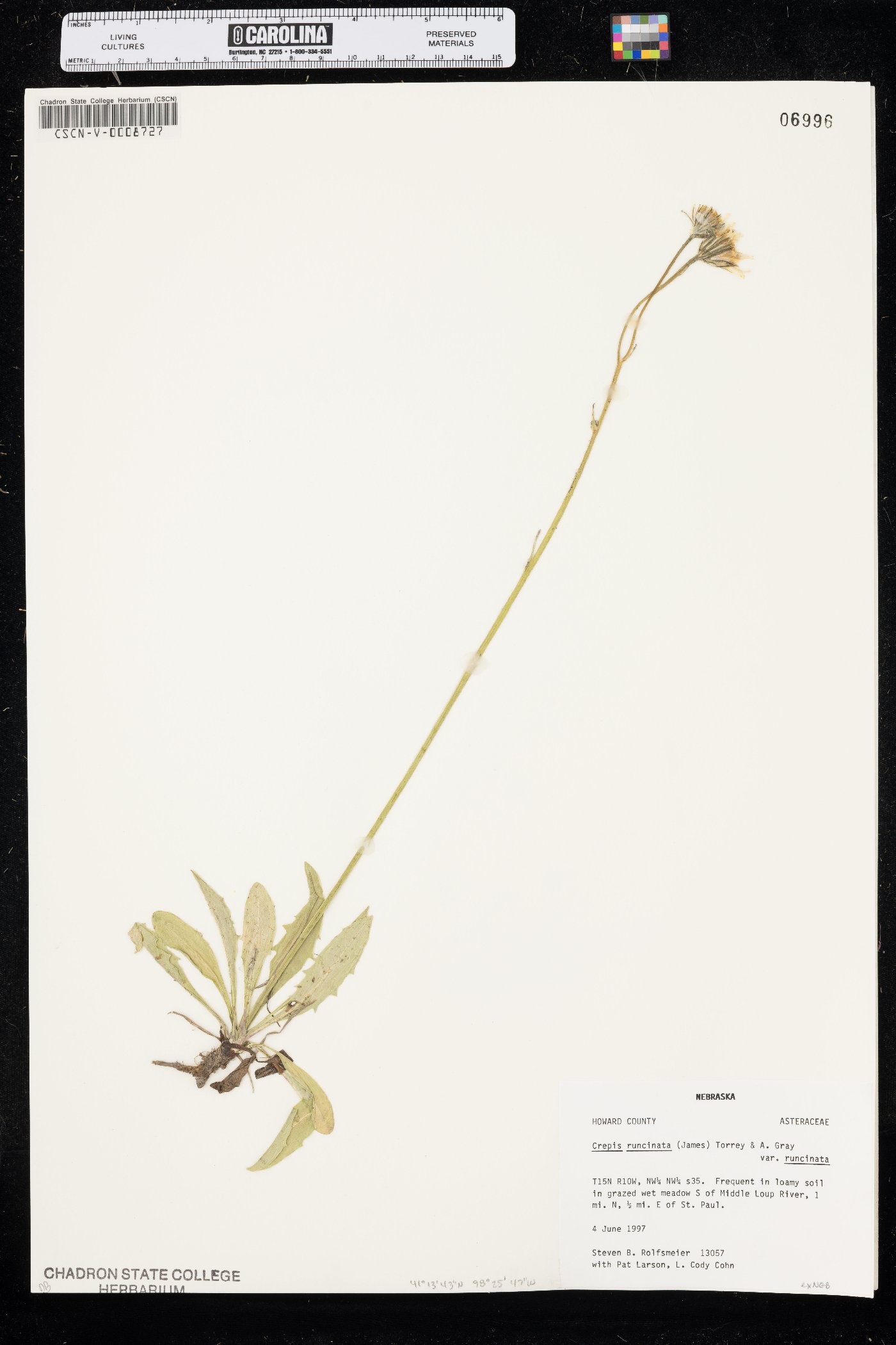 Crepis runcinata var. runcinata image