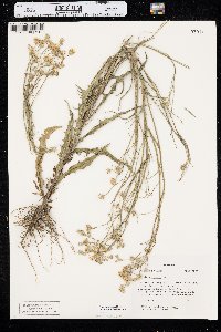 Crepis tectorum image