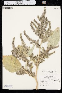 Cyclachaena xanthiifolia image