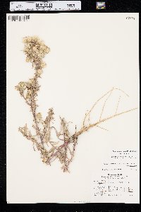 Dieteria canescens var. canescens image