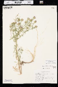 Dieteria canescens var. canescens image