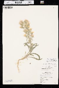 Dieteria canescens var. canescens image