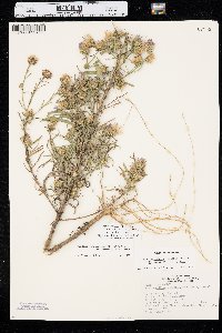 Dieteria canescens var. nebraskana image