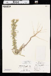 Dieteria canescens var. nebraskana image