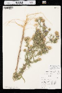 Dieteria canescens var. nebraskana image