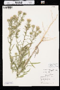 Dieteria canescens var. nebraskana image