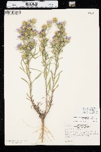 Dieteria canescens var. nebraskana image