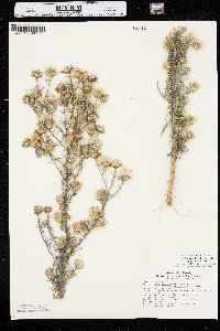 Dieteria canescens var. nebraskana image