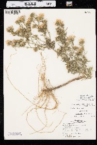 Dieteria canescens var. nebraskana image