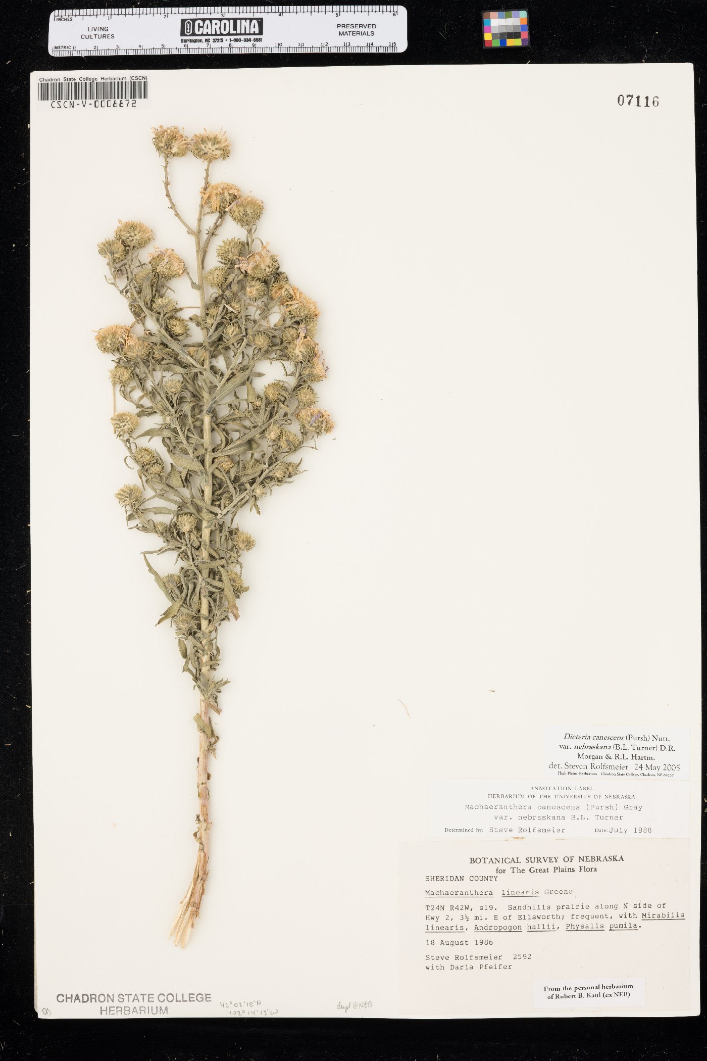Dieteria canescens var. nebraskana image