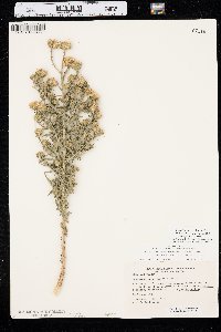 Dieteria canescens var. nebraskana image