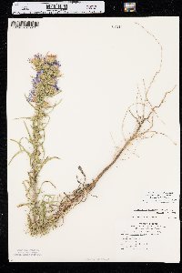 Dieteria canescens var. nebraskana image